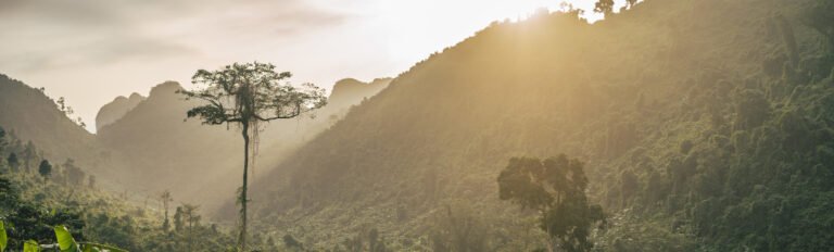 Por que a Amazônia precisa de proteção?